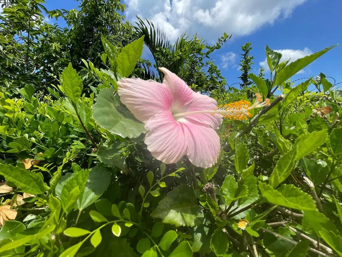 Little Shaw Park Guest House Ocho Rios Jamaica