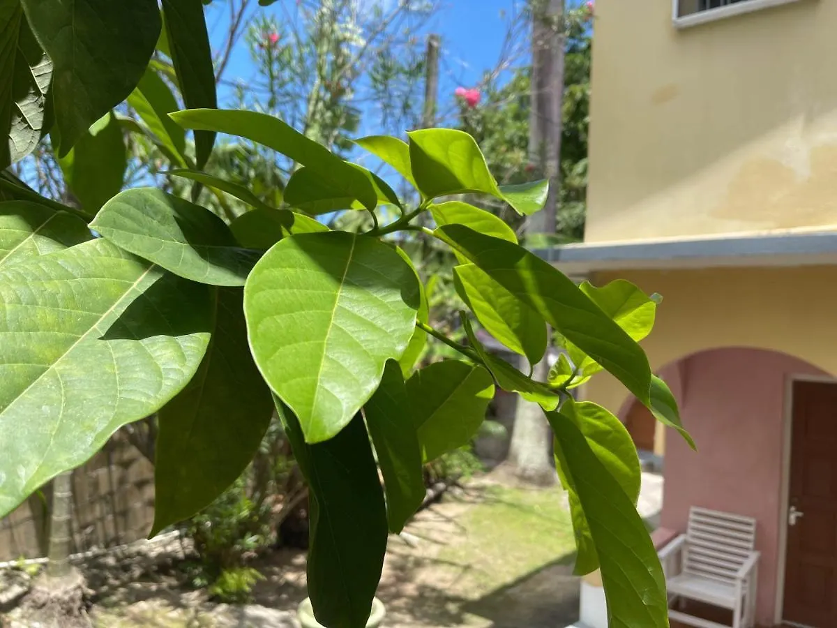 Little Shaw Park Guest House Ocho Rios 2*,