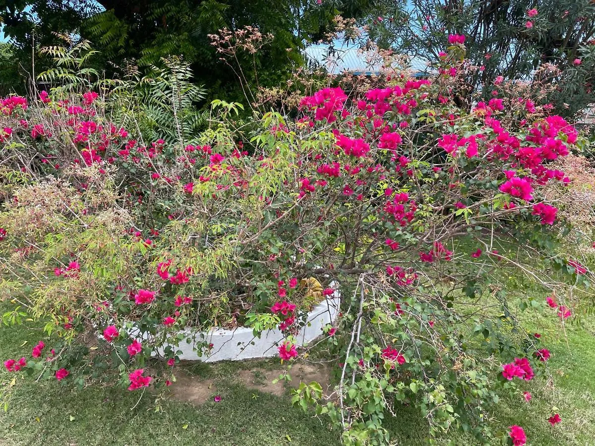אוצ'ו ריוס Little Shaw Park Guest House